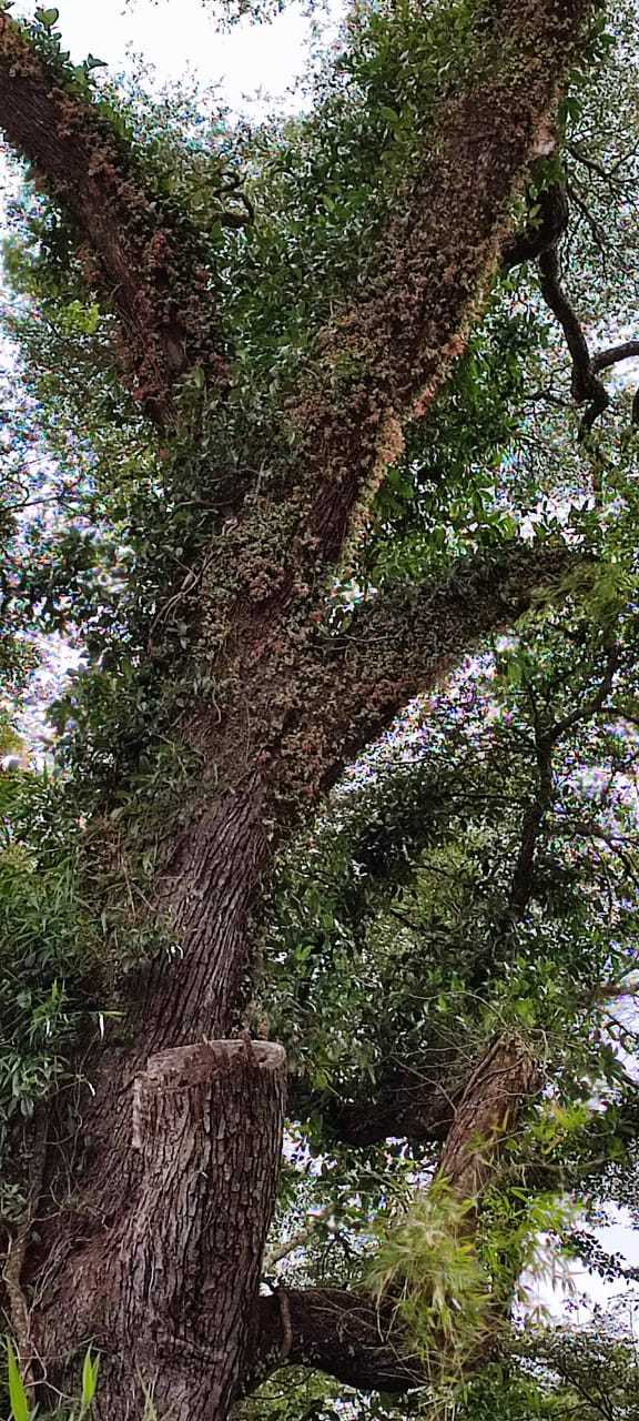 Naturaleza 2